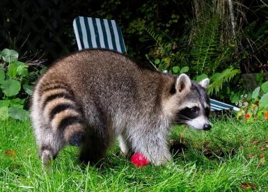 Merkblatt "Was tun mit verletzten und kranken Wildtieren"