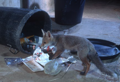 Merkblatt Füchse im Wohngebiet