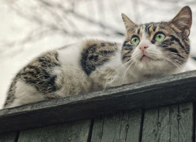 Merkblatt Katzen und Nachbarn