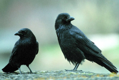 Merkblatt Krähen - geniale Hilfen oder Schädlinge