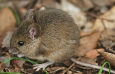 Merkblatt Schadnagerbekämpfung