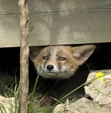 Merkblatt Selbsthilfemassnahmen gegen Mäuse, Marder und Fuchs