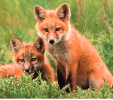 Merkblatt "Was tun mit verletzten und kranken Wildtieren"